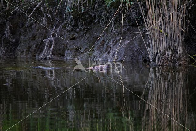 Europese bever (Castor fiber)