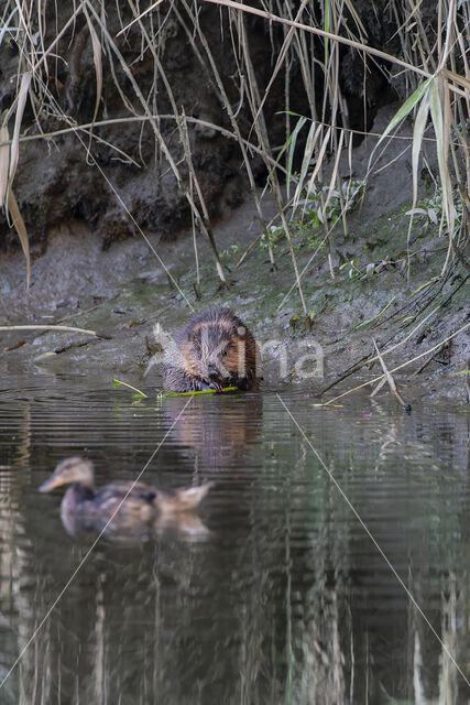 Europese bever (Castor fiber)