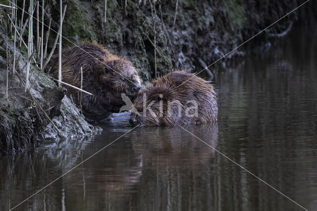 Europese bever (Castor fiber)