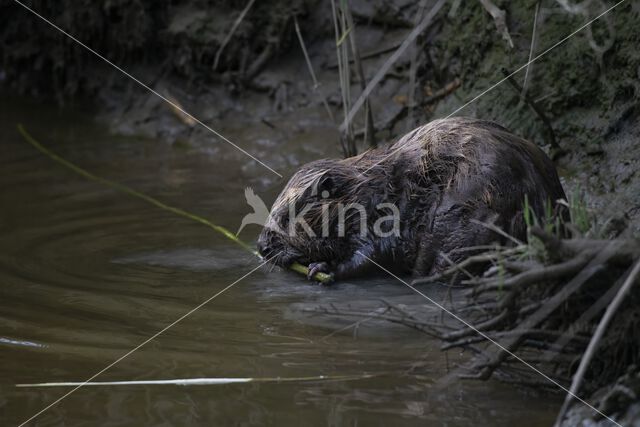 Europese bever (Castor fiber)