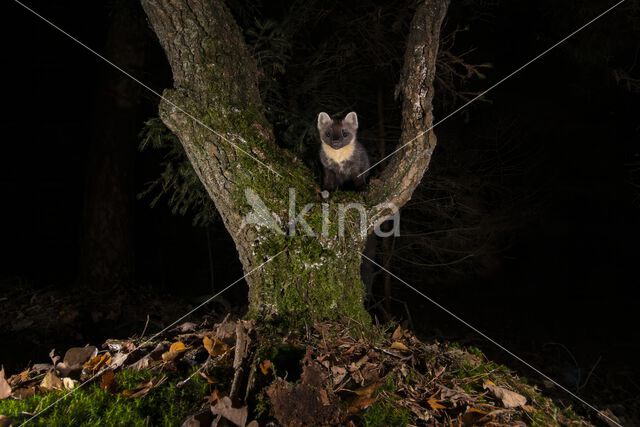 Pine Marten (Martes martes)