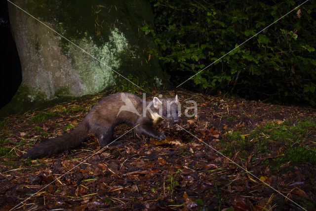 Pine Marten (Martes martes)