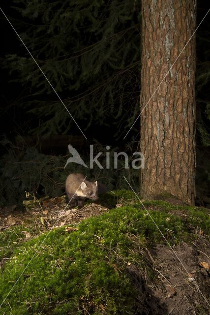 Pine Marten (Martes martes)