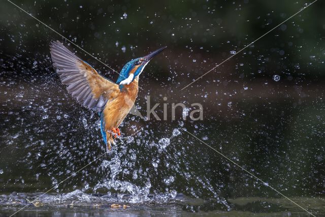 Kingfisher (Alcedo atthis)