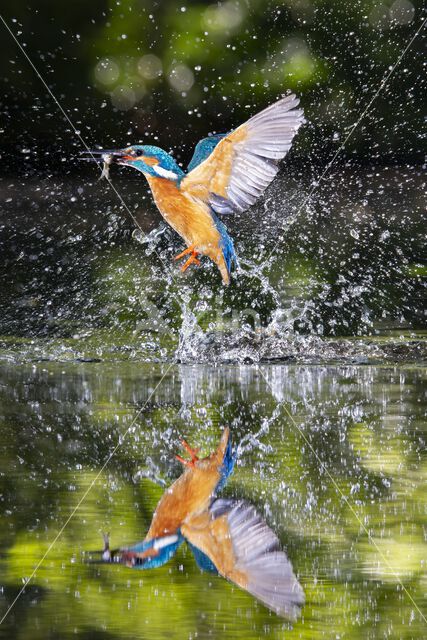 IJsvogel (Alcedo atthis)