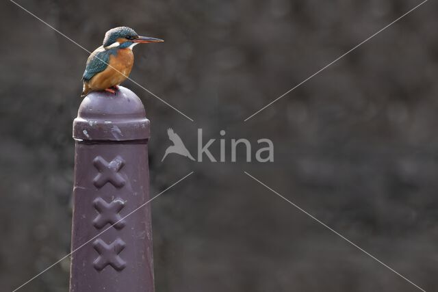 Kingfisher (Alcedo atthis)