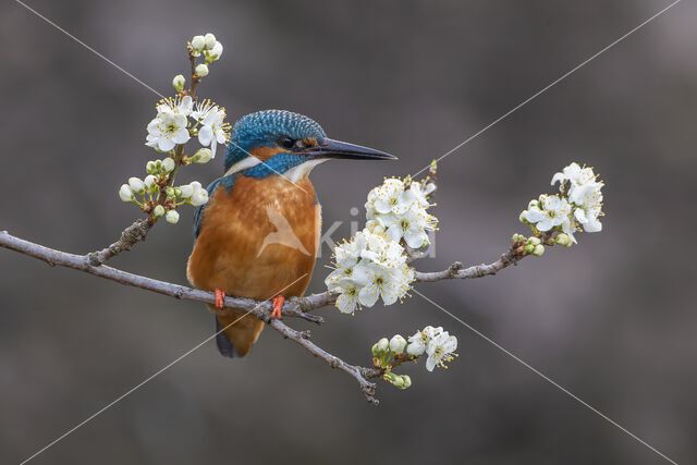 IJsvogel (Alcedo atthis)