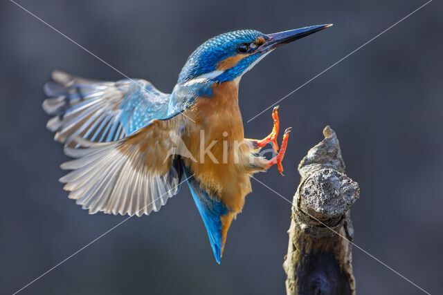 Kingfisher (Alcedo atthis)