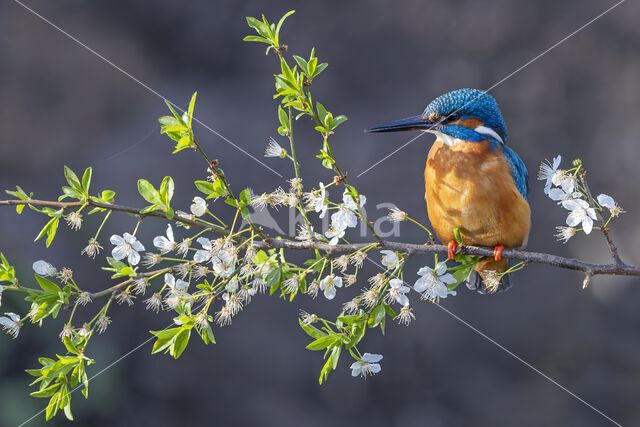 Kingfisher (Alcedo atthis)