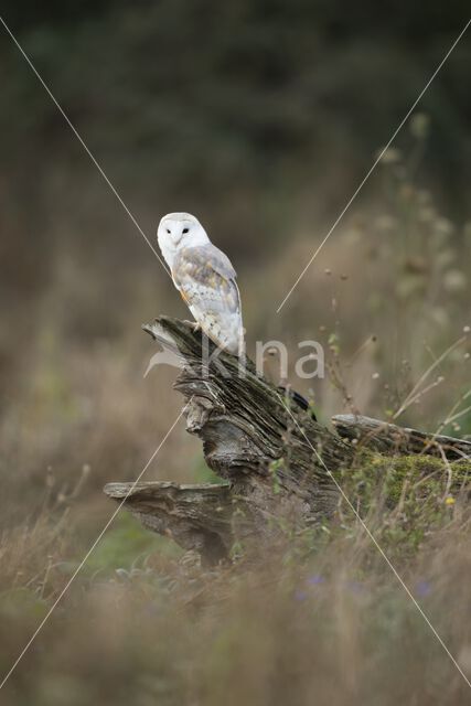 Barn Owl (Tyto alba)