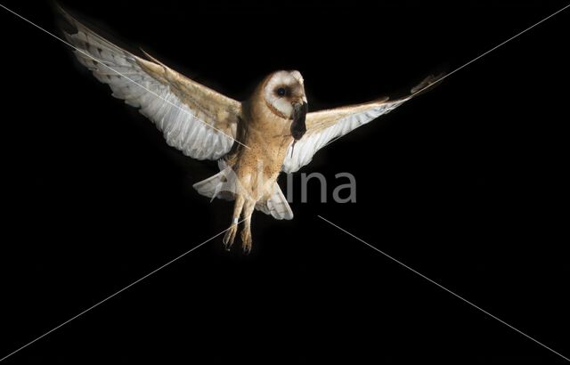 Barn Owl (Tyto alba)