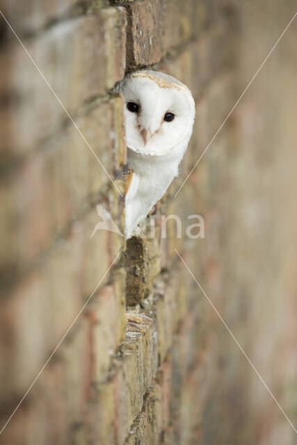 Barn Owl (Tyto alba)