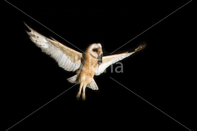 Barn Owl (Tyto alba)