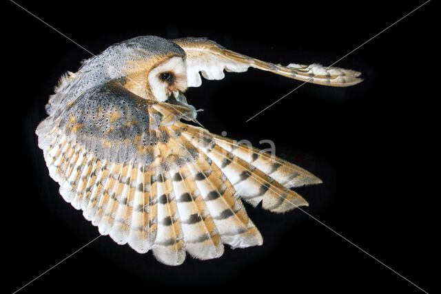 Barn Owl (Tyto alba)