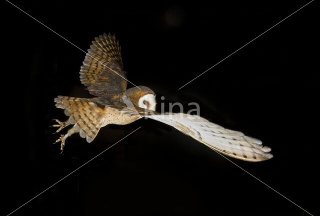 Barn Owl (Tyto alba)