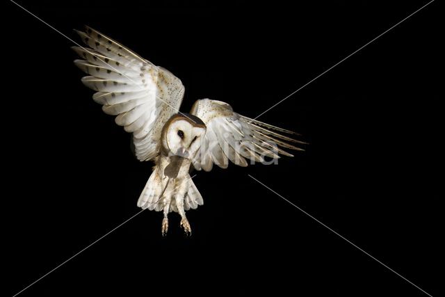 Barn Owl (Tyto alba)