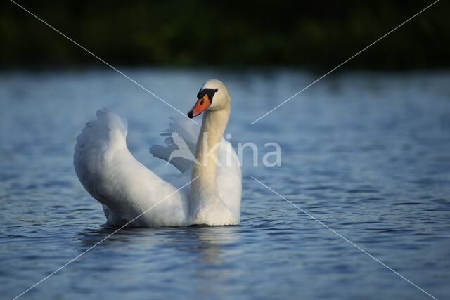 Knobbelzwaan (Cygnus olor)