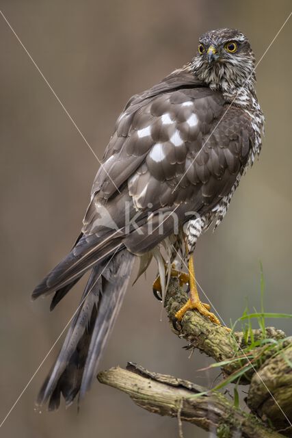 Sparrow Hawk (Accipiter nisus)