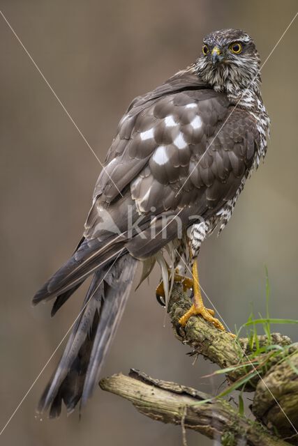 Sperwer (Accipiter nisus)