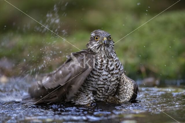 Sparrow Hawk (Accipiter nisus)