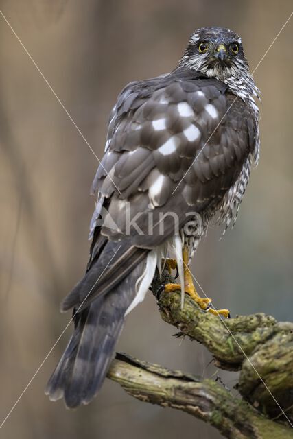 Sperwer (Accipiter nisus)