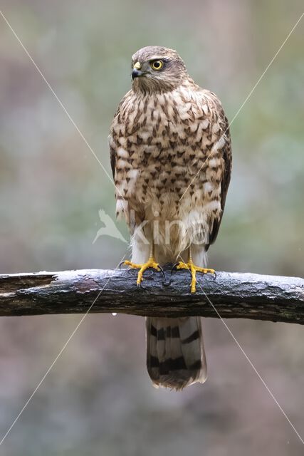 Sperwer (Accipiter nisus)