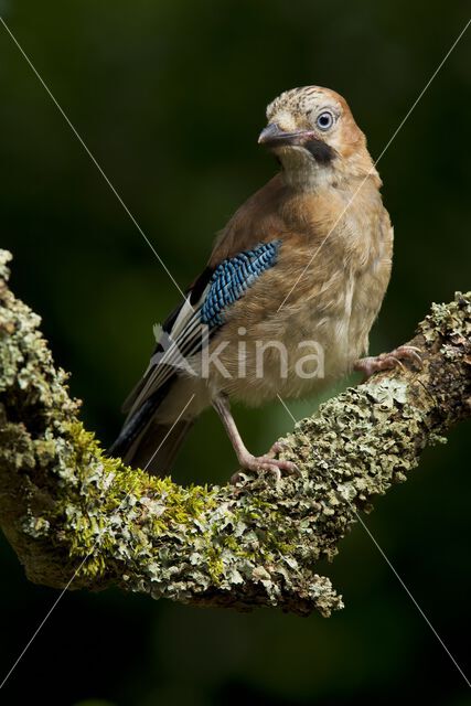 Vlaamse Gaai (Garrulus glandarius)