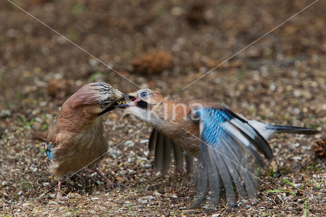 Vlaamse Gaai (Garrulus glandarius)