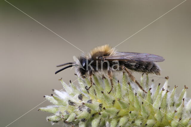 Vroege zandbij (Andrena praecox)