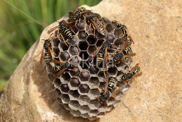 Polistes biglumis