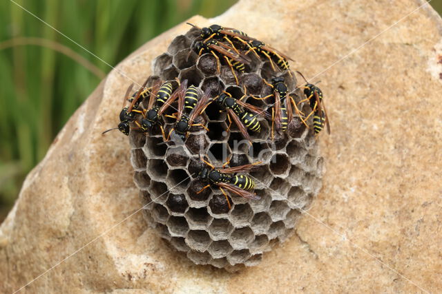 Polistes biglumis