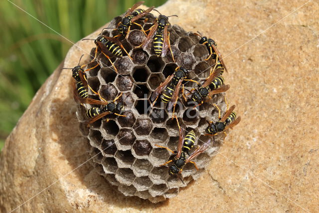 Polistes biglumis