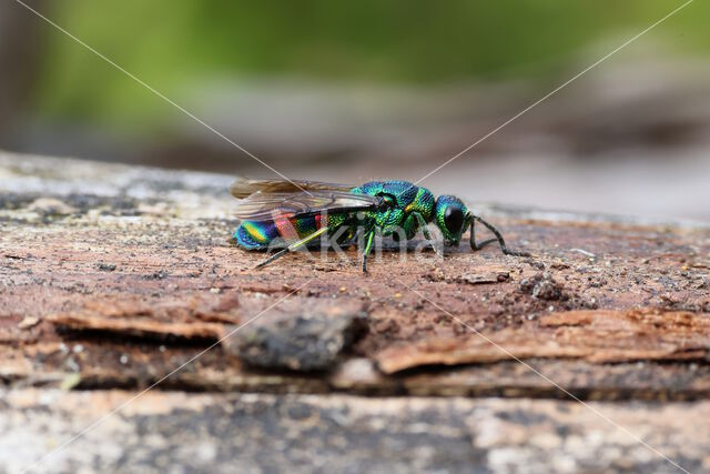 chrysis equestris