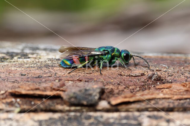 chrysis equestris