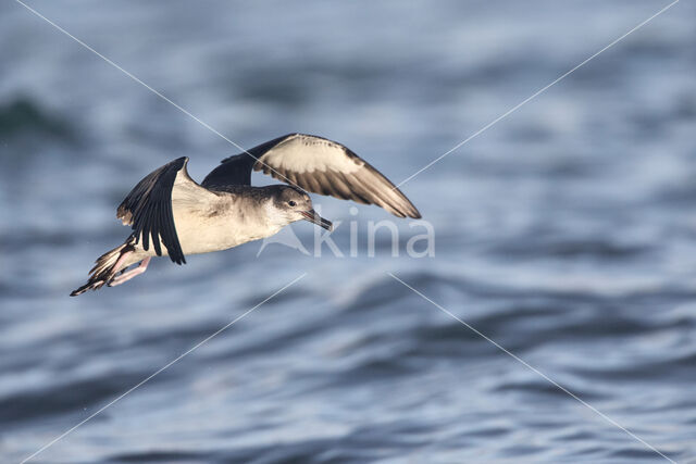 Manx Shearwater (Puffinus puffinus)