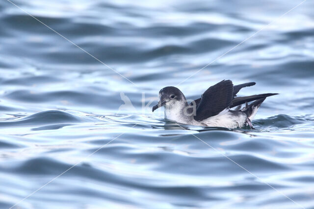 Manx Shearwater (Puffinus puffinus)
