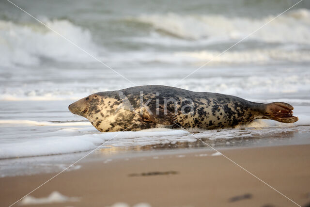Grey Seal (Halichoerus grypus)