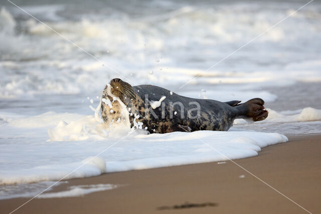 Grey Seal (Halichoerus grypus)