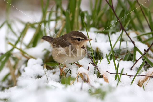 Dusky Warbler (Phylloscopus fuscatus)