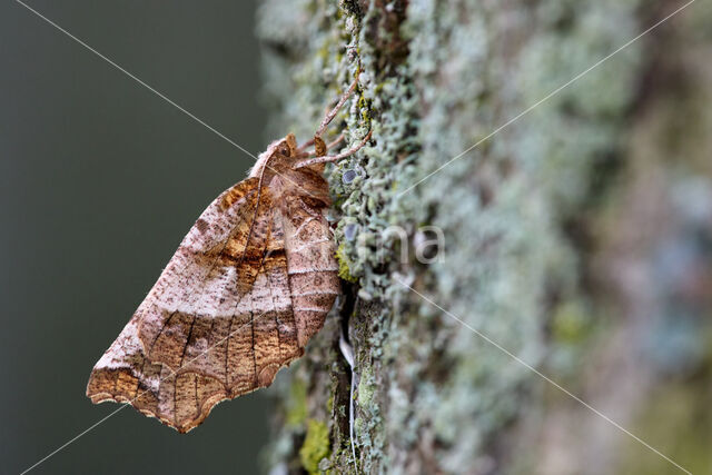 Early Thorn (Selenia dentaria)