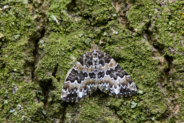 Broken-barred Carpet (Electrophaes corylata)
