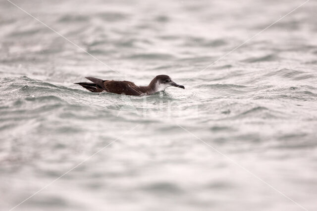 Manx Shearwater (Puffinus puffinus)