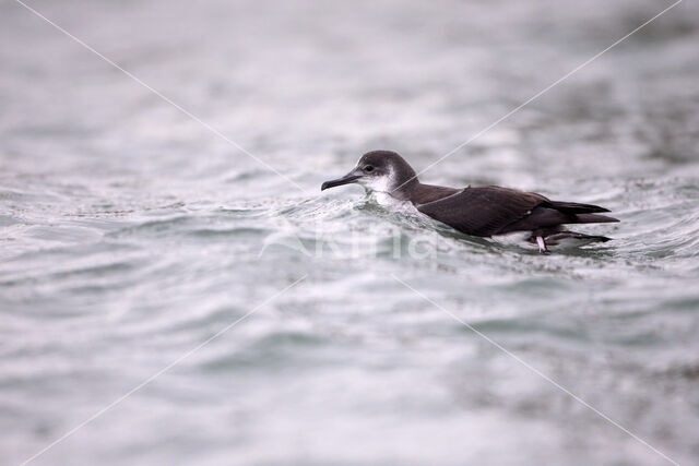 Manx Shearwater (Puffinus puffinus)