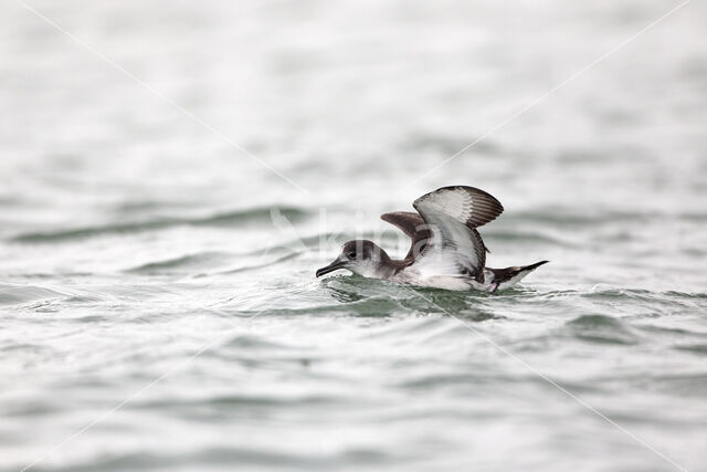 Manx Shearwater (Puffinus puffinus)