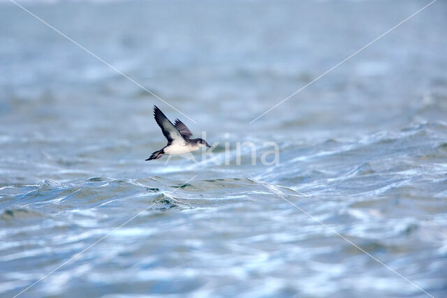 Manx Shearwater (Puffinus puffinus)