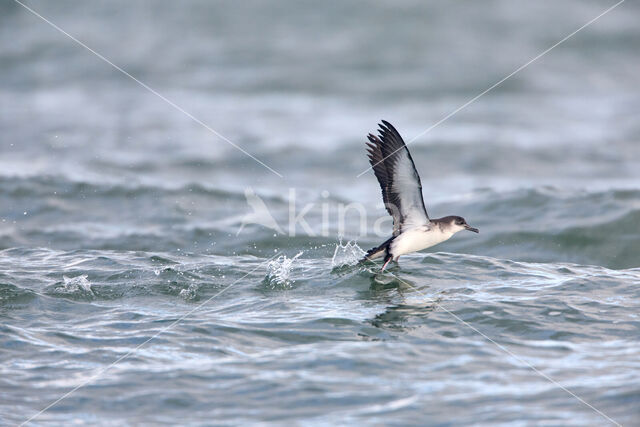 Manx Shearwater (Puffinus puffinus)