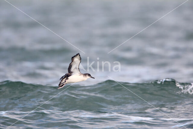 Manx Shearwater (Puffinus puffinus)