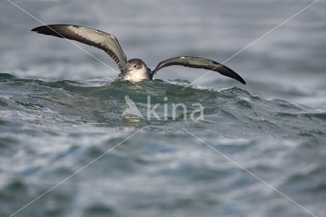 Manx Shearwater (Puffinus puffinus)