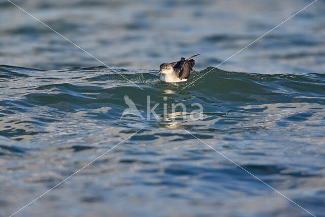Manx Shearwater (Puffinus puffinus)