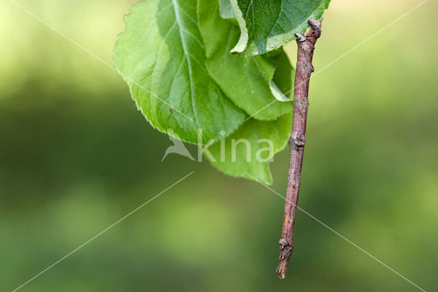 Swallow-tailed Moth (Ourapteryx sambucaria)
